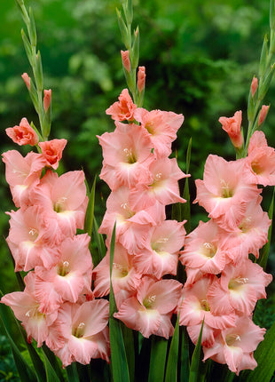 Gladiolus Rose Supreme 10er-Pack
