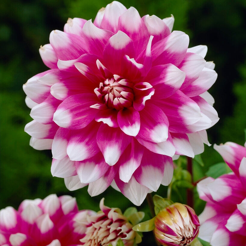 Dahlia Dekorativ Jean Marie 1-pack