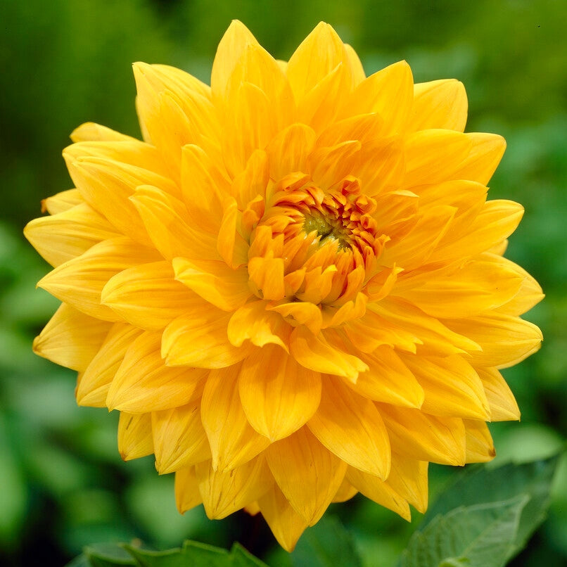 Dahlia Dekorativ Noordwijks Glory 1-pack