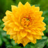 Dahlia Dekorativ Noordwijks Glory 1-pack
