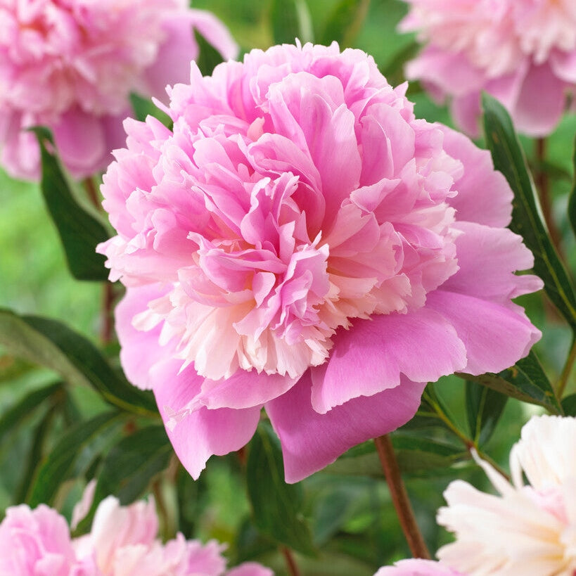 Pion-Paeonia Sorbet 1-pack