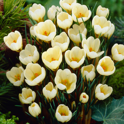 Bägarkrokus-Crocus Chrysanthus 'Cream Beauty' 20-pack