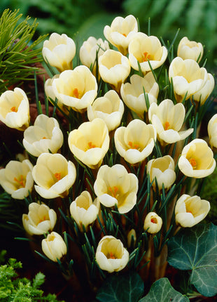Crocus Chrysanthus 'Cream Beauty' 20 kpl