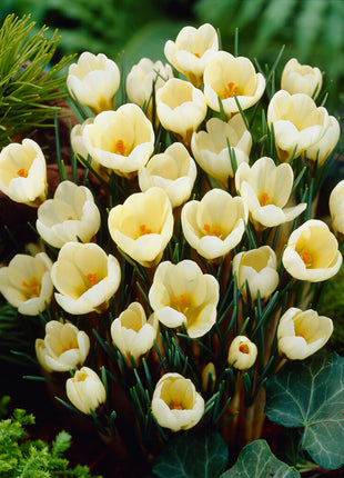 Bägarkrokus-Crocus Chrysanthus 'Cream Beauty' 20-pack