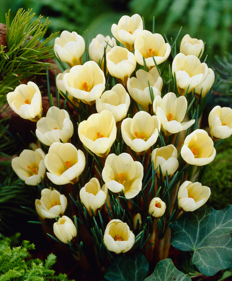 Bägarkrokus-Crocus Chrysanthus 'Cream Beauty' 20-pack