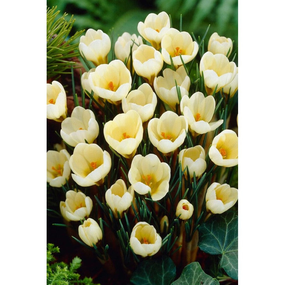 Bägarkrokus-Crocus Chrysanthus 'Cream Beauty' 20-pack