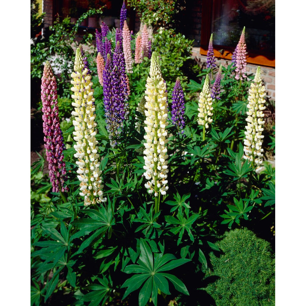 Lupinus Hybrid Mixed 3-pack