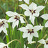 Doftlilja-Gladiolus Callianthus Murielae 10-pack
