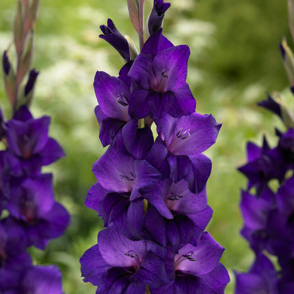 Gladiolus Purple Flora 10-pack