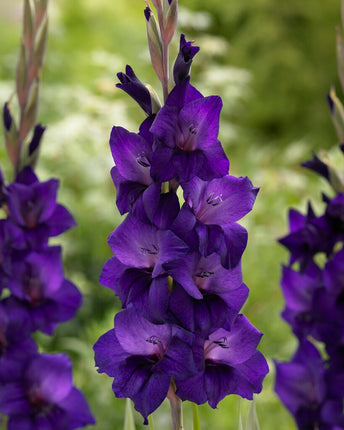 Gladiolus Purple Flora 10er-Pack