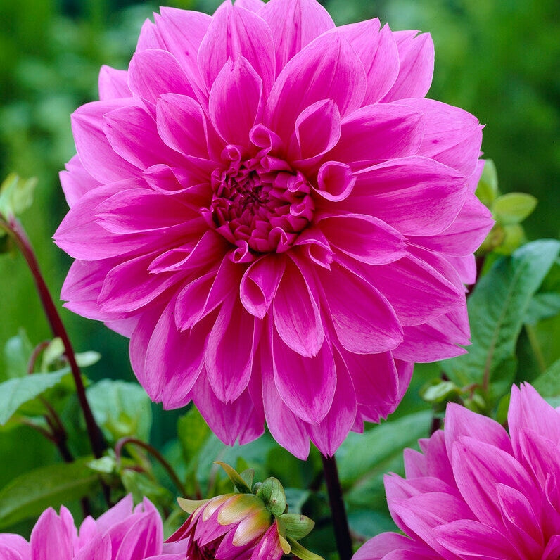 Dahlia Dekorativ Lilac Time 1-pack