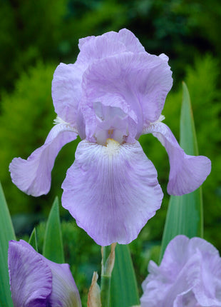 Tysk iris-Iris Germanica Jane Philips 1-pak