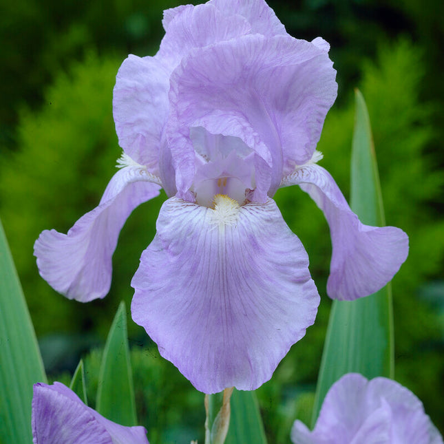 Tyskiris-Iris Germanica Jane Philips 1-pack