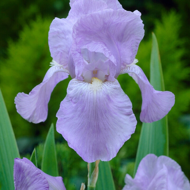 Tyskiris-Iris Germanica Jane Philips 1-pack