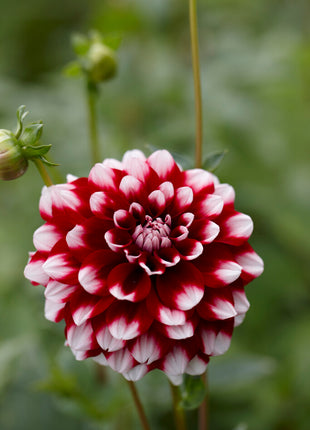 Dahlia koristetammi 1 kpl