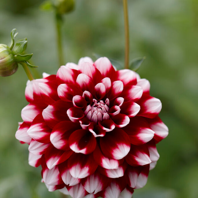 Dahlia Decorative Checkers 1-pack