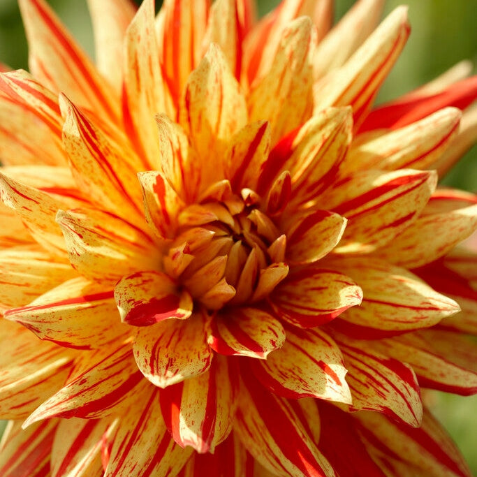 Dahlia Cactus Striped Vulcan 1-pack NYHET