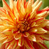 Dahlia Cactus Striped Vulcan 1-pack NYHET