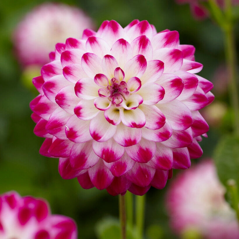 Dahlia Uncle Hankey Dekorativ 1-pack NYHET