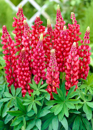 Lupin-Lupinus Red 1-pack