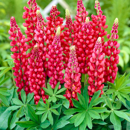 Lupin-Lupinus Red 1-pack