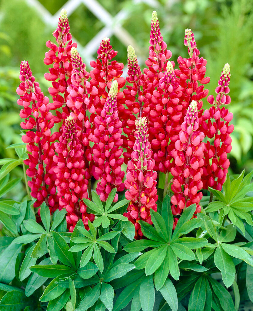 Lupinus Red 1-pack
