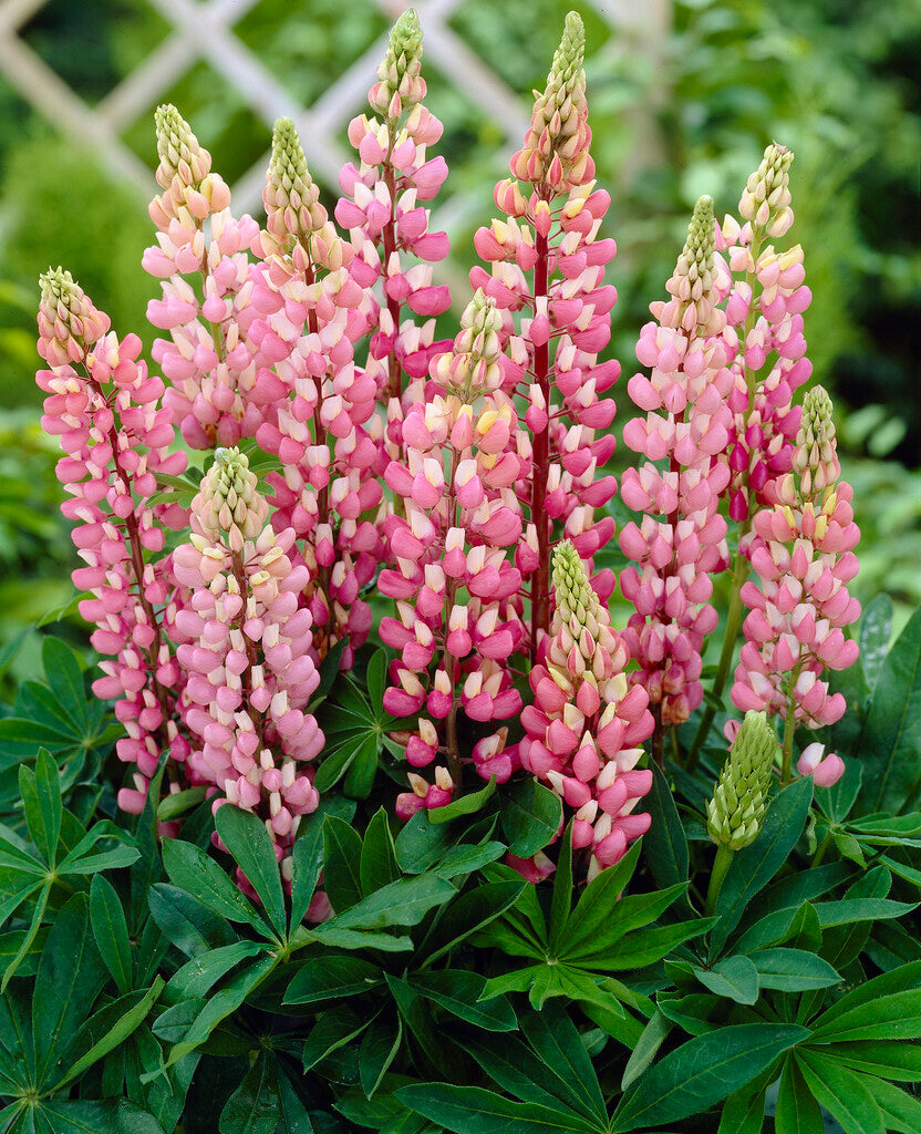 Lupinus Pink 1-pack