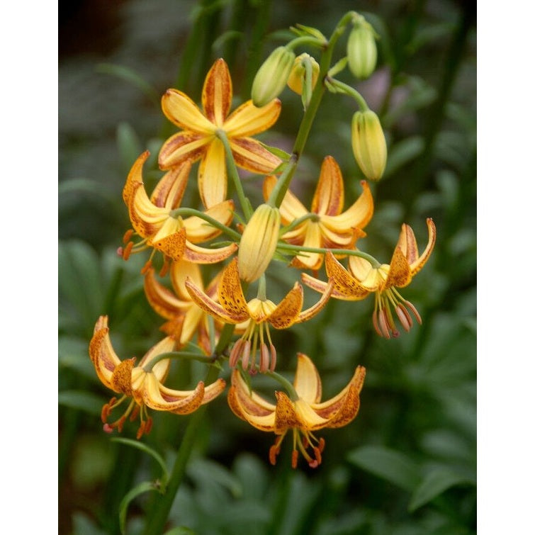 Krollilja-Lilium martagon &