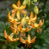 Krollija-Lilium Martagon Sunny Morning 1-pack NYHET