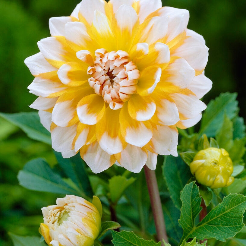 Dahlia Dekorativ Seattle 1-pack