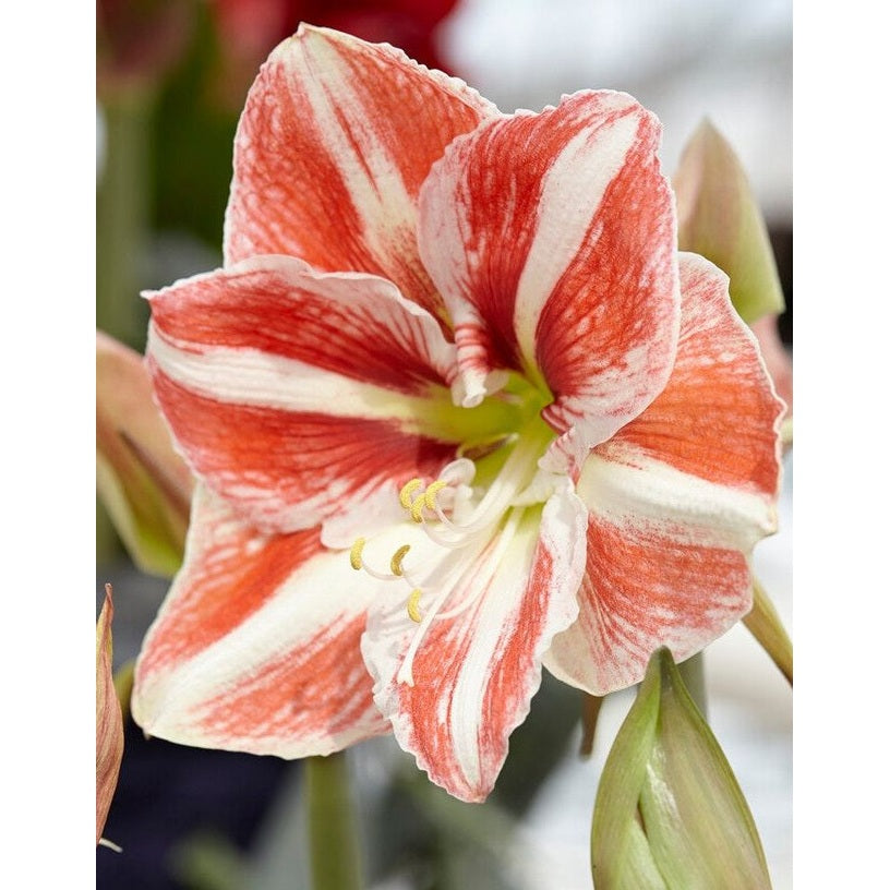 Amaryllis-Hippeastrum 'Clown' 1-pack