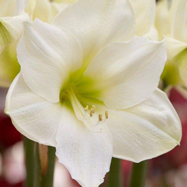 Amaryllis-Hippeastrum 'Christmas Gift' 1-pack