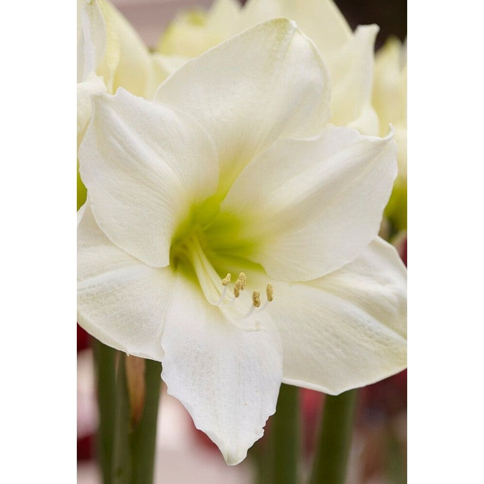Amaryllis-Hippeastrum 'Christmas Gift' 1-pack