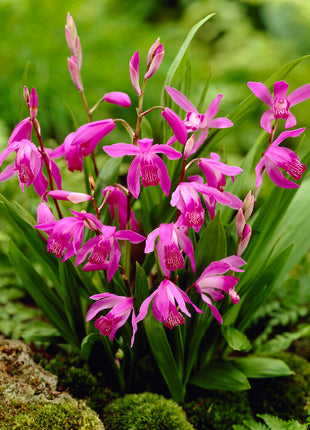 Bletilla Pink 1 -pack