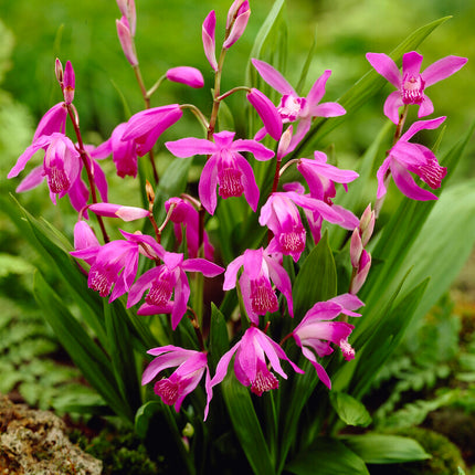 Bletilla Pink 1 -pack