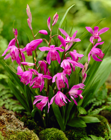 Bletilla Pink 1 kpl