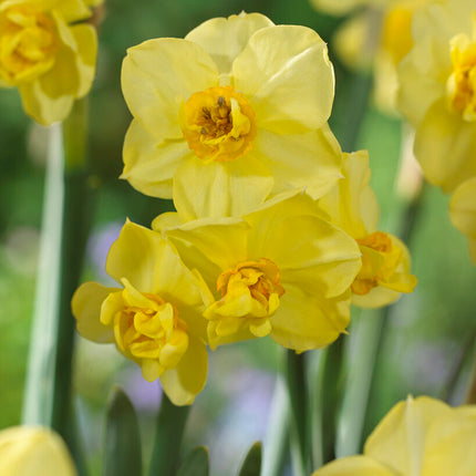 Narcissus Yellow Cheerfulness 5-pack