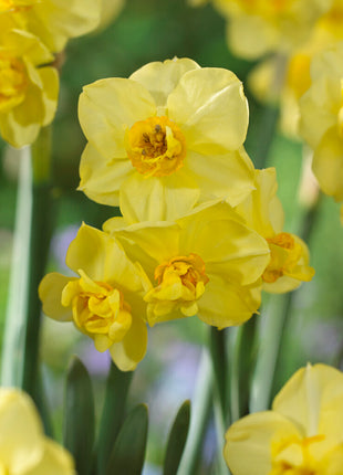 Narcissus Yellow Cheerfulness 5 kpl