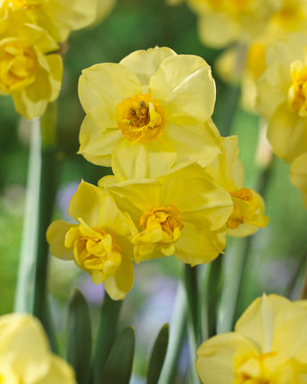 Narcissus Yellow Cheerfulness 5-pack