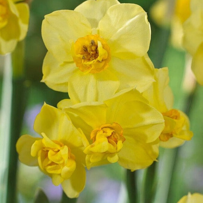 Narcissus Yellow Cheerfulness 5-pack