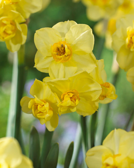 Narcissus Yellow Cheerfulness 5 kpl