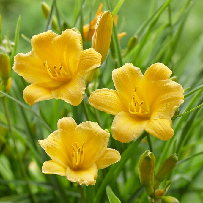 Daglilja-Hemerocallis Stella d'Or 1-pack