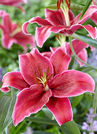 Oriental Lily-Lilium Oriental Corvara 2-pakkaus UUSI