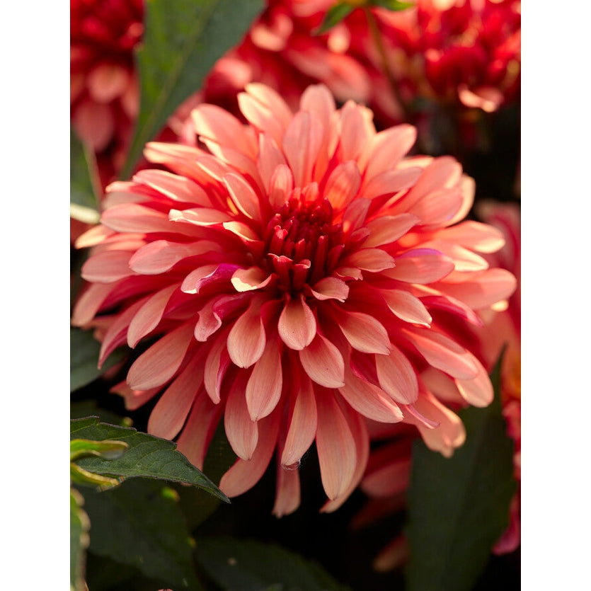 Dahlia Gallerie Art Deco 1-pack Nyhet