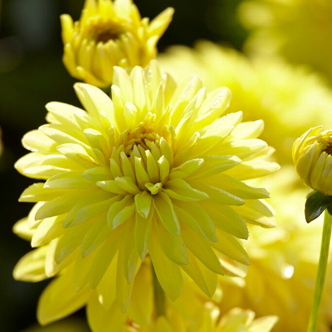 Dahlia Border Melody Latin 1-pack