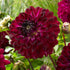 Dahlia Dekorativ Blue Bird 1-pack