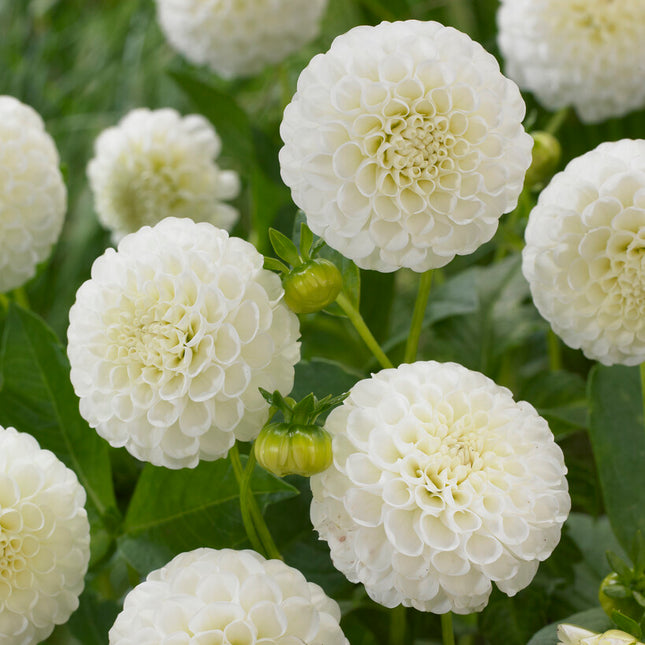 Dahlia Pompon Snow flake 1-pack NYHET - (Ersätter White Aster)