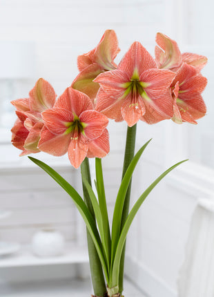 Amaryllis-Hippeastrum 'Terra Cotta Star' 1 kpl