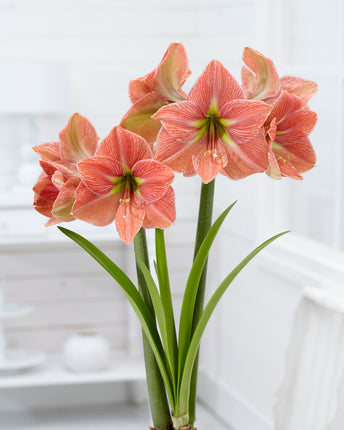 Amaryllis-Hippeastrum 'Terra Cotta Star' 1 kpl