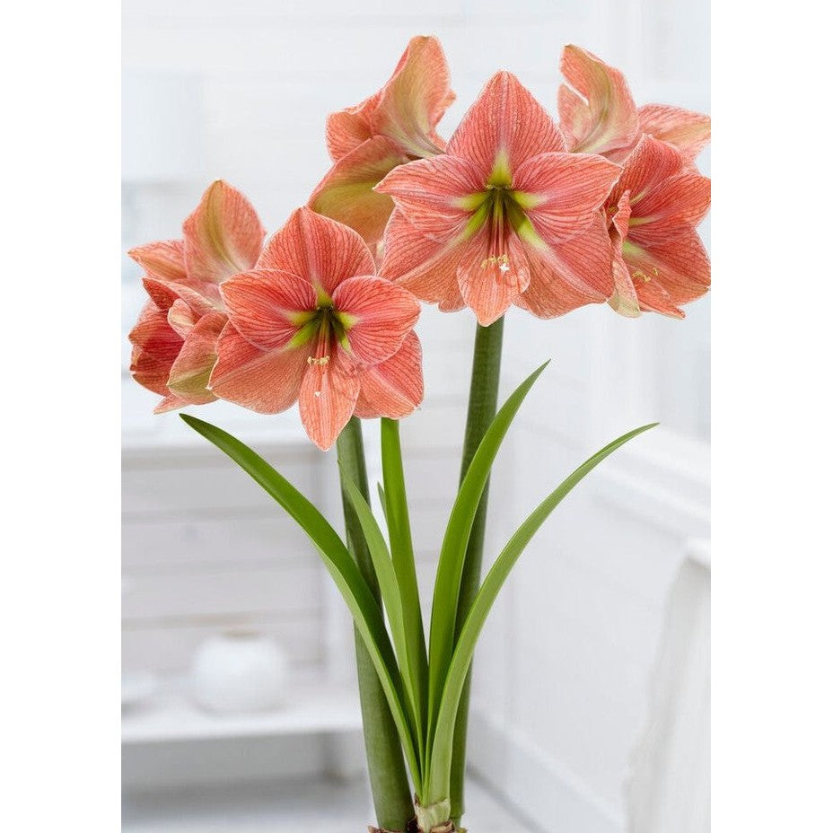 Amaryllis